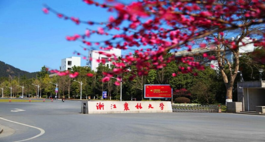 浙江农林大学125500图书情报(专业学位)